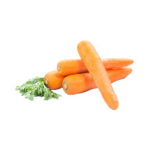 New season fresh carrot for exporting, 2021 crop